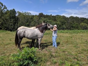 Grey Wolf Ranch Ozarks Whispering to Horses copy